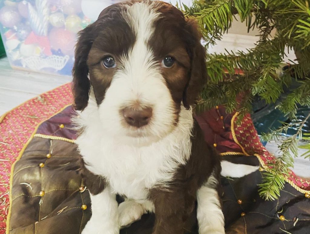 A brown sheepadoodle puppy sitting under the Christmas tree looking adorable.