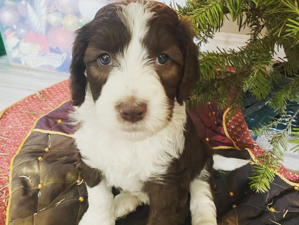 Brown Sheepadoodles: The Beauty of Diversity in Sheepadoodle Colors