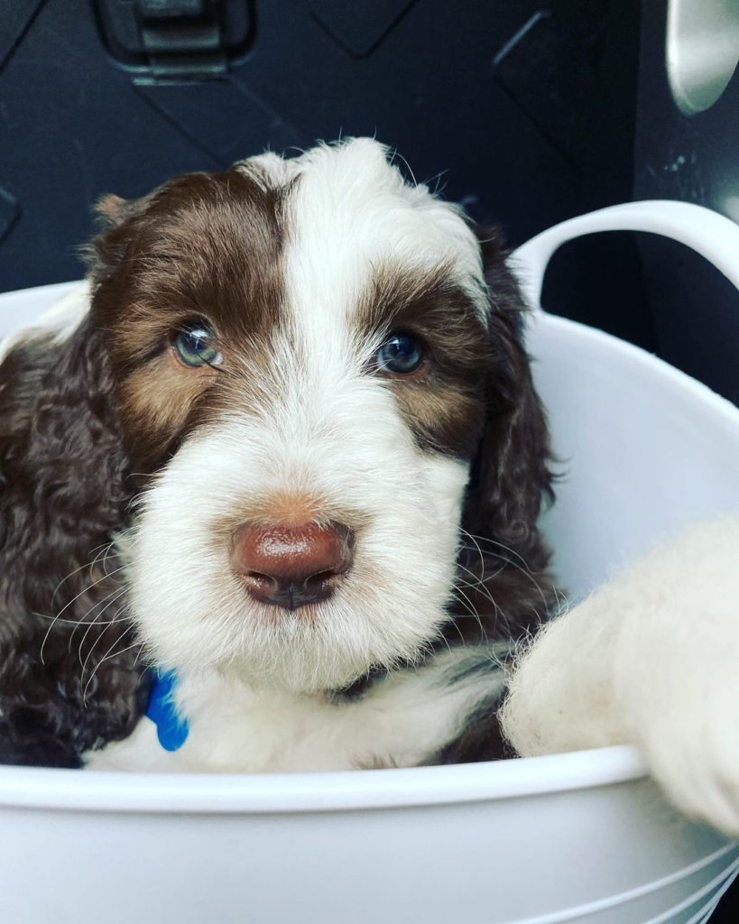 A brown sheepadoodle puppy  with green eyes sitting in a basket waiting for the vet.