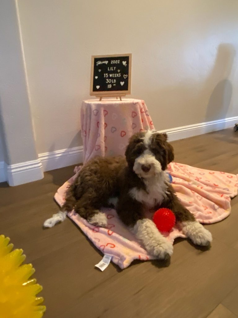 A brown sheepadoodle weighing in at 30 lbs and 19inches at 15 weeks old.