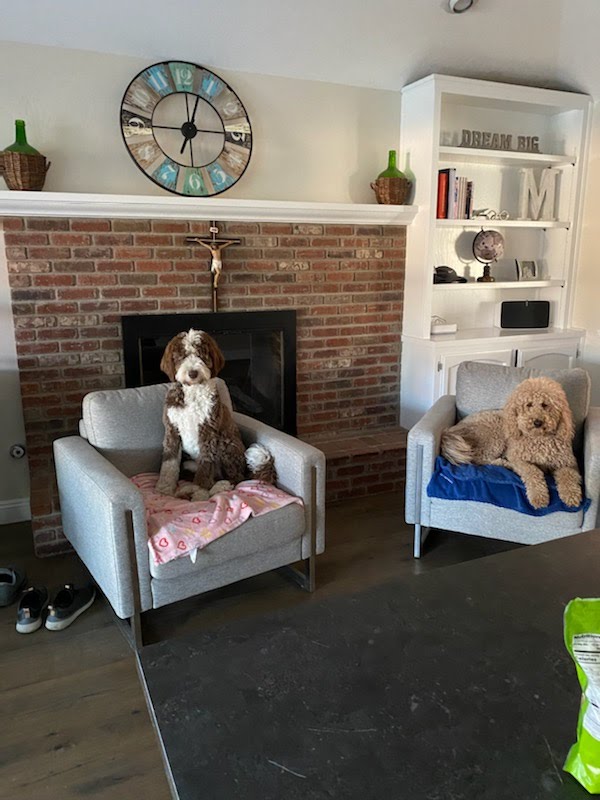 A side by side comparison between a brown tuxedo sheepadoodle and a golden doodle.