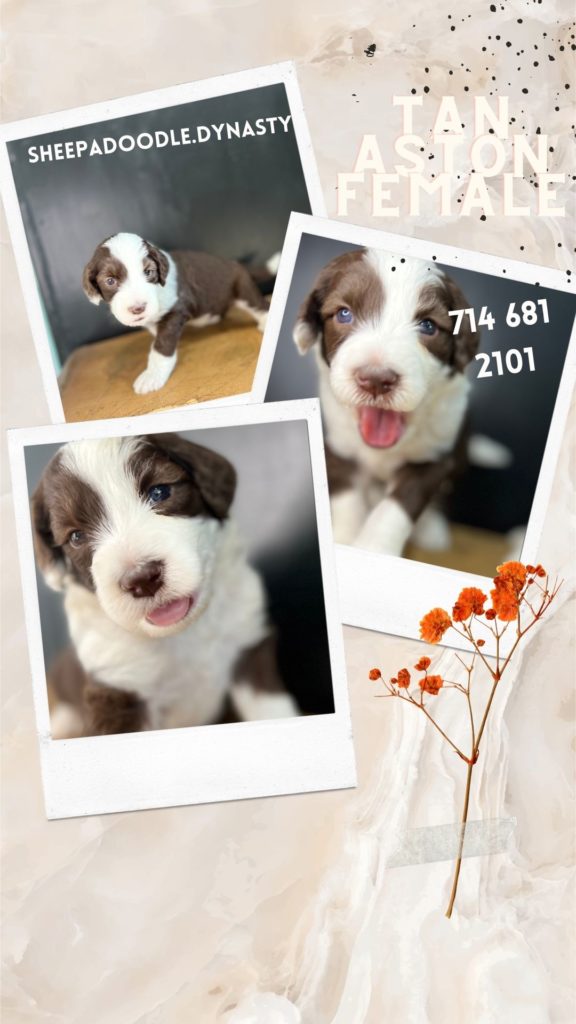 Currently available puppies located in Orange County, California