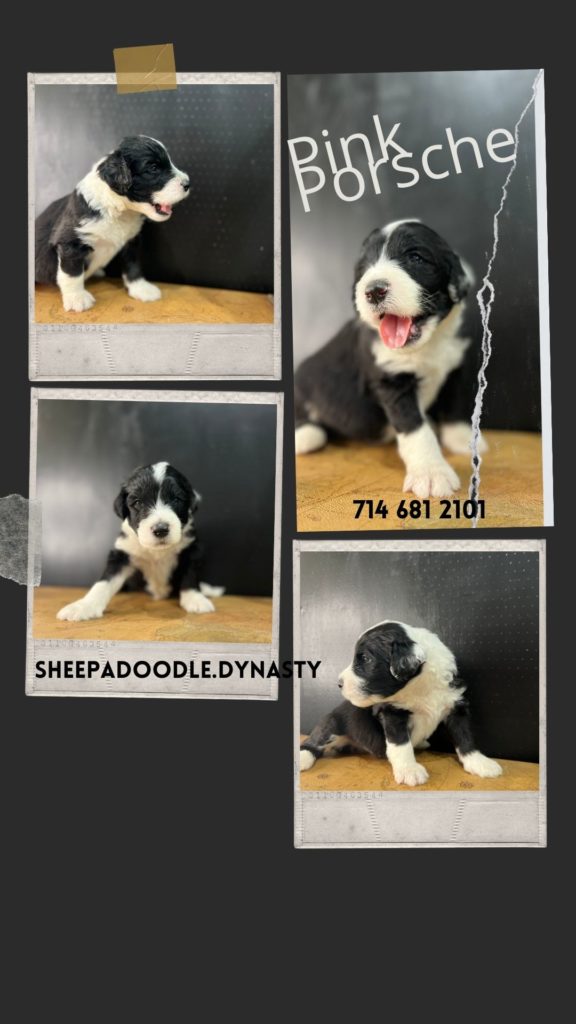 Currently available puppies located in Pasadena, California.