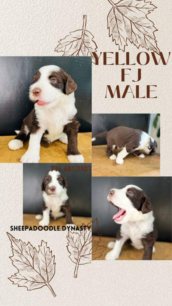 Rare brown Sheepadoodle puppy available for adoption in Los Angeles, California.