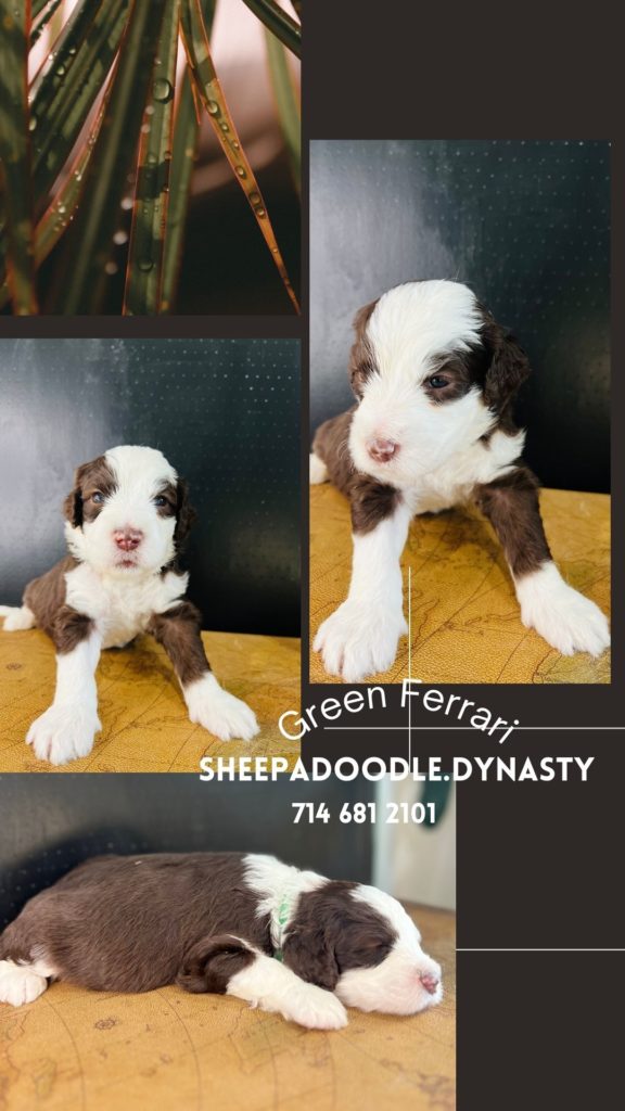 Rare brown Sheepadoodle puppy available for adoption in Los Angeles, California.