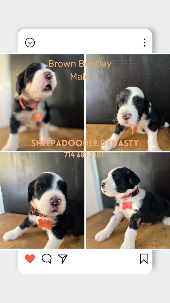 Currently available puppies located in Orange County, California.