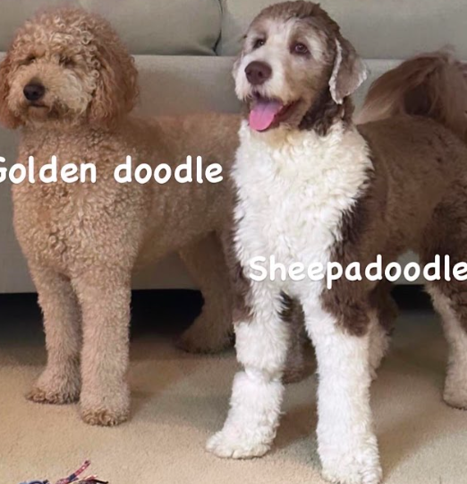 A side by side comparison between a brown tuxedo sheepadoodle and a golden doodle.