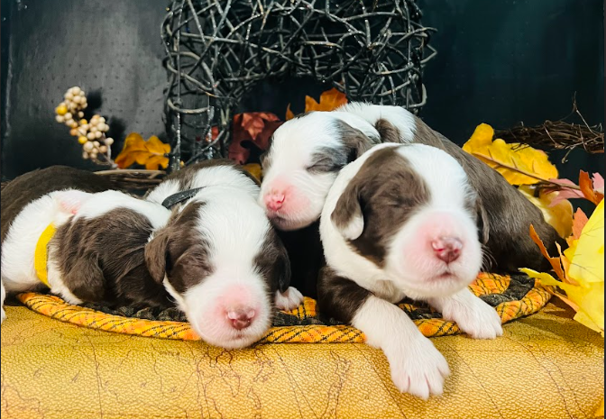 A pile of 2-week old brown sheepadoodle puppies cuddling each other.