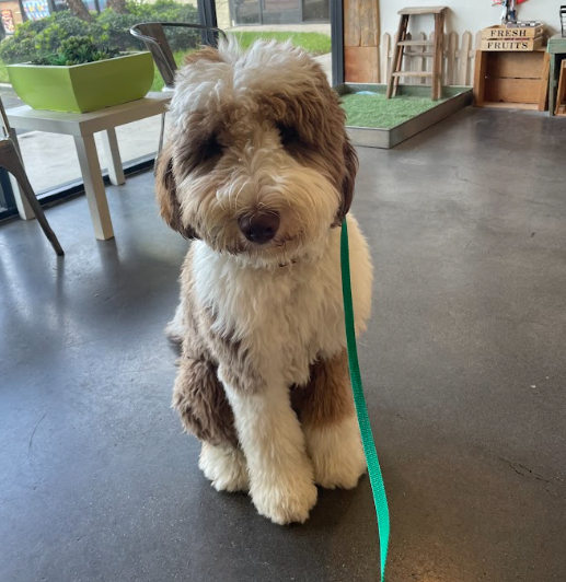 Sheepadoodle puppy enjoying a coffee shop visit and posing for a picture