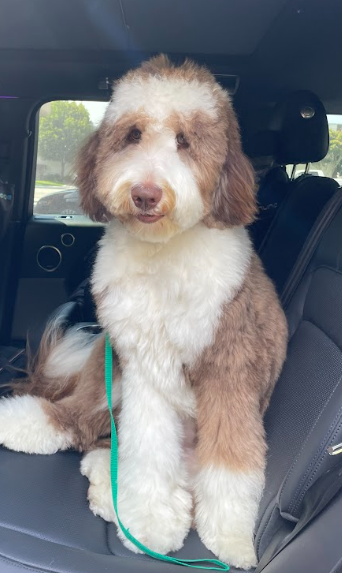 A brown sheepadoodle posing in his car for a picture.