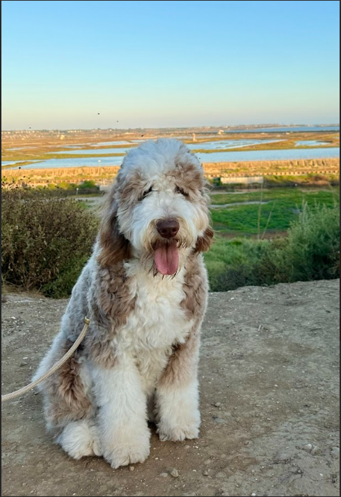 Brown Sheepadoodle posing for a picture on a hike at Bolsa Chica Wetlands in Huntington Beach, CA.