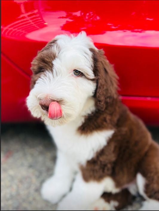 Brown sheepadoodle  posing for a picture in front of a red car.