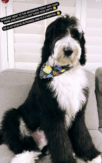 Sheepadoodle male puppy sitting on couch looking very handsome.