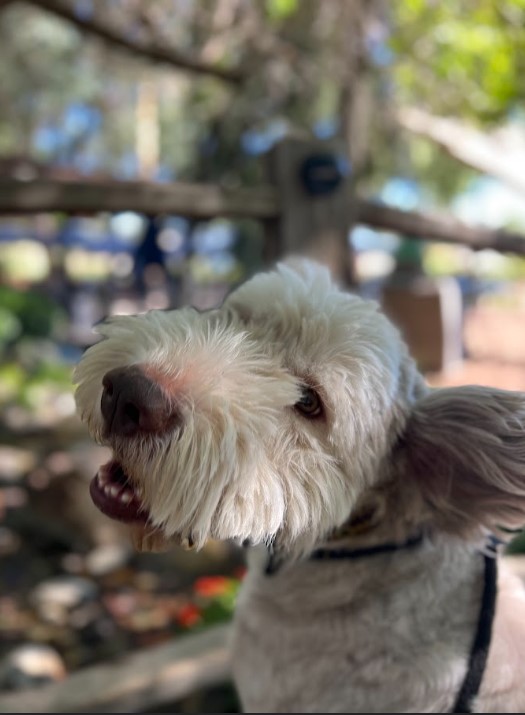 Sheepadoodle dog giving an adorable pose in front of a small bridge at Vigtaliano Winery.