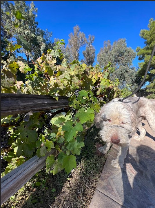 Sheepadoodle dog standing next to the grapevines at Vigtaliano Winery.