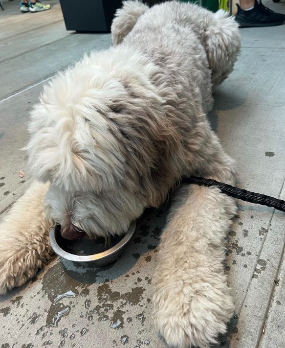 Sheepadoodle drinking from his water bowl at Monkish Brewery.
