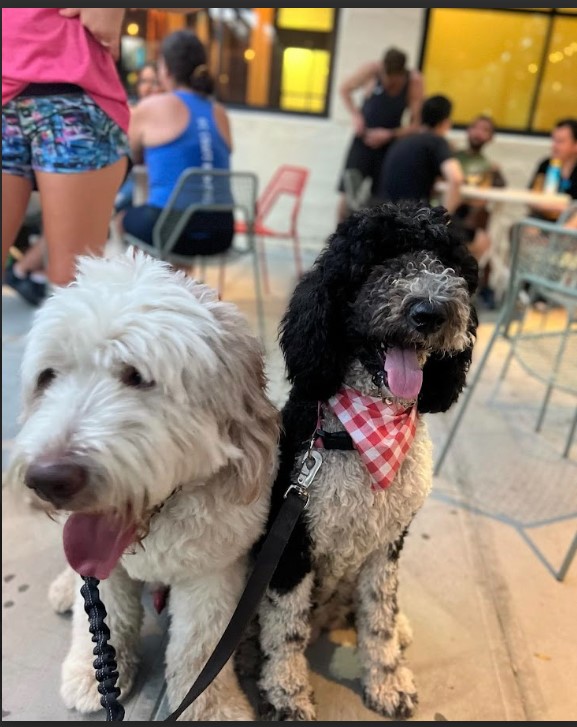 Old English Sheepdog and Parti Standard Poodle posing for a picture in front of Monkish Brewery in Anaheim.