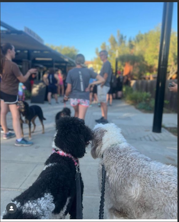 Old English Sheepdog and Parti Standard Poodle posing for a picture in front of Monkish Brewery in Anaheim.