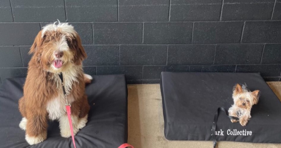 A giant sheepadoodle sitting next to a tiny Yorkie at doggie day care.