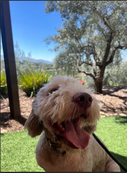 Sheepadoodle happily hangingout at Cougar Winery with his owners.