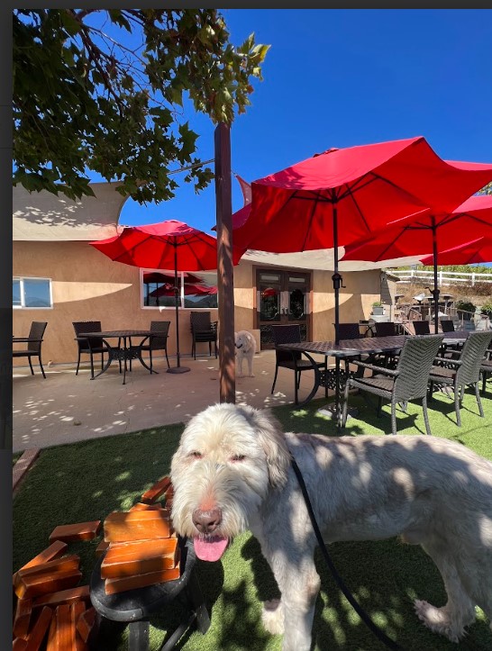 Handsome Sheepadoodle dog enjoying the sun in the outside area at Frangipani Estate Winery.
