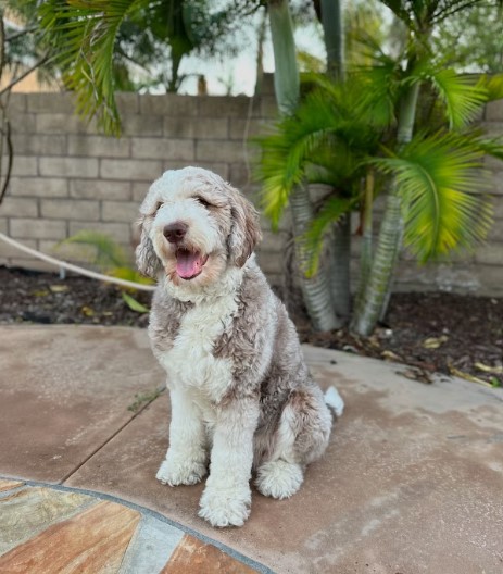 brown sheepadoodle well trained sitting in the yard.