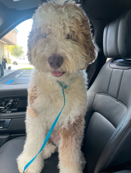 brown sheepadoodle well trained sitting in the car.