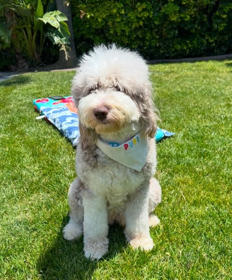 brown sheepadoodle well trained sitting in the yard.