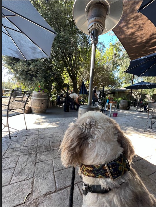 Cute Sheepadoodle dog watching the band playing live at Vigtaliano Winery in Temecula.