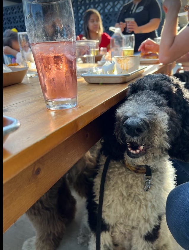 Standard Parti Poodle hanging out under the table at Villains Brewery in Anaheim, CA