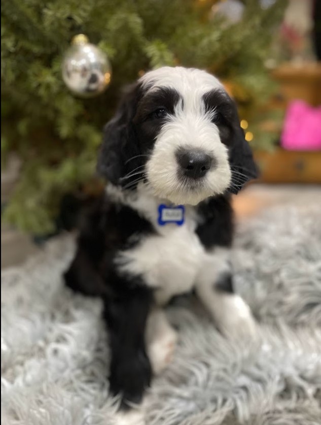 Beautiful black/white sheepadoodle sitting on a fluffy gray rug posing in front of a decorated Christmas tree.
