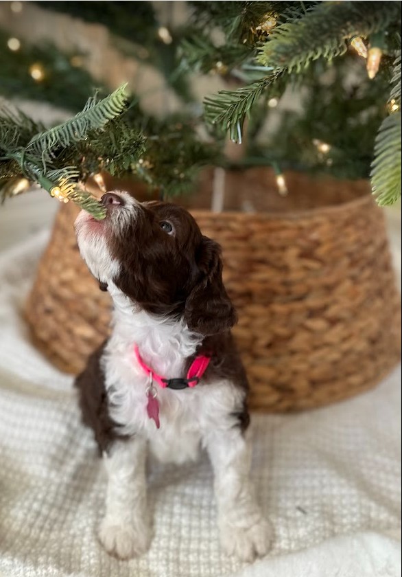 Beautiful brown sheepadoodle posing in front of a Christmas tree and pulling on a small branch.