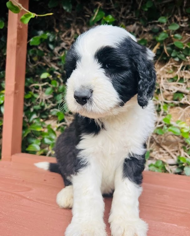 Black/white sheepadoodle baby at week 6 standing on a table to pose.