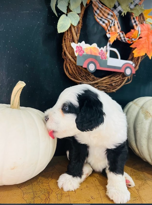 sheepadoodle puppies licking a pumpkin.