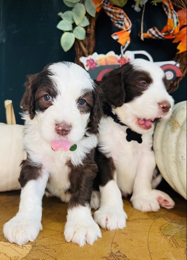 Blue eyed brown sheepadoodle standing by a pumpkin.