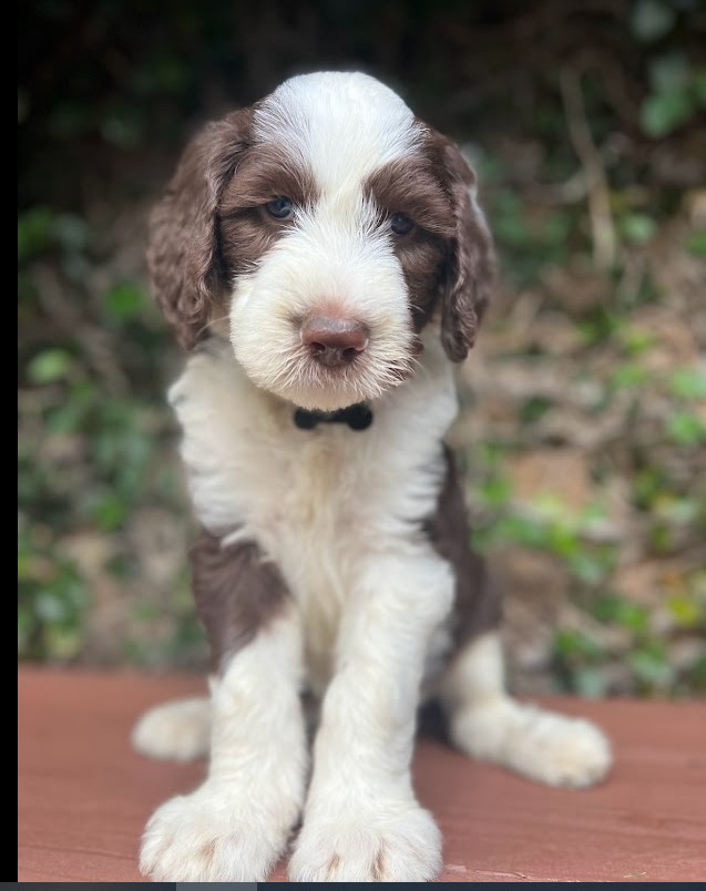 Brown/white sheepadoodle baby at week 6 standing on a table to pose.