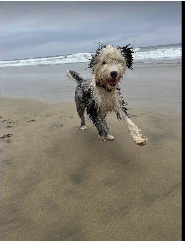 Cute sheepadoodle puppy having a fun time at the beach.