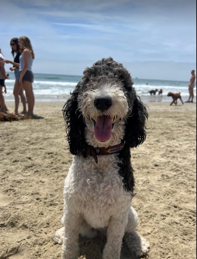 AKC Parti Poodle at the beach in Huntington Beach, CA