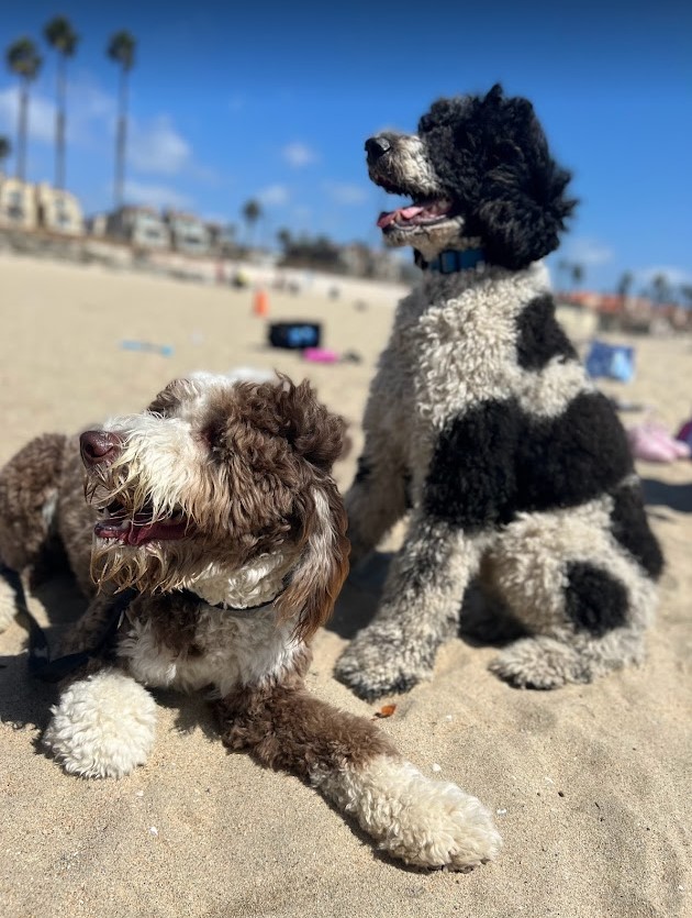 Brown sheepadoodle and AKC Parti Poodle at the beach in Huntington Beach, CA
