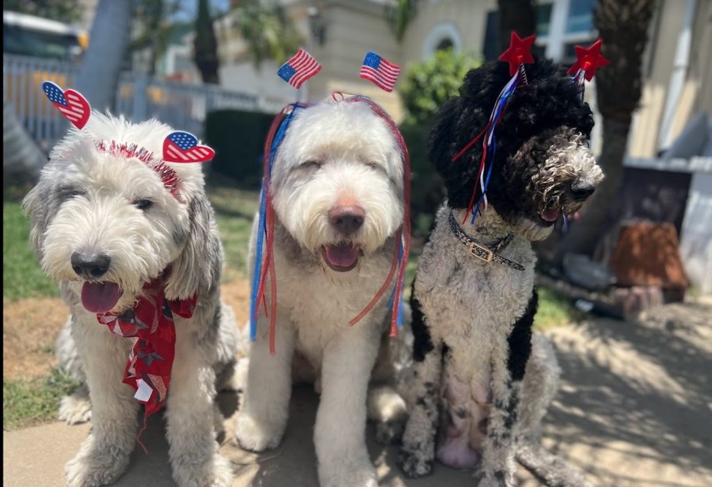 Old English Sheepdogs wearing patriotic headbands to celebrate Fourth of July.