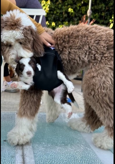 A brown Sheepadoodle carrying a baby sheepadoodle on his side and the baby sheepadoodle is saying hello.