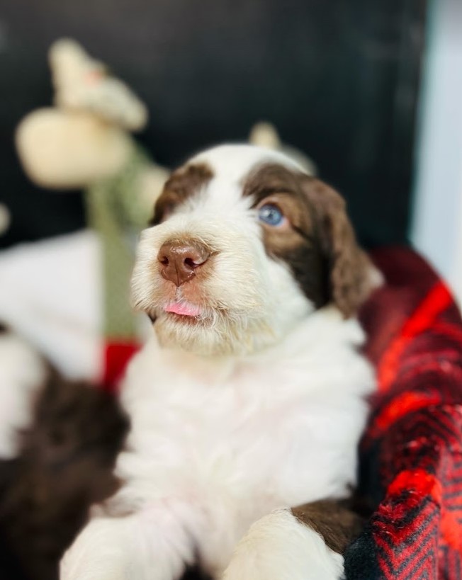 Brown sheepadoodle with his tongue sticking out and smiling for a Christmas picture.
