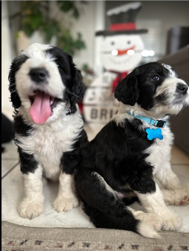 Two adorable sheepadoodle puppies posing side by side for a Christmast card.