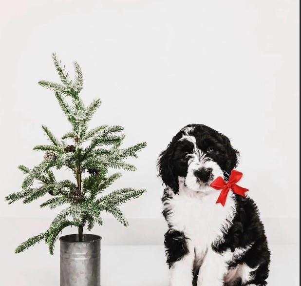 Beautiful portrait of a black sheepadoodle posing next to a Christmas tree.