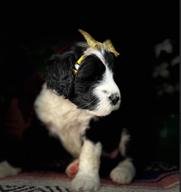 Glamour shot of a sheepadoodle puppy.