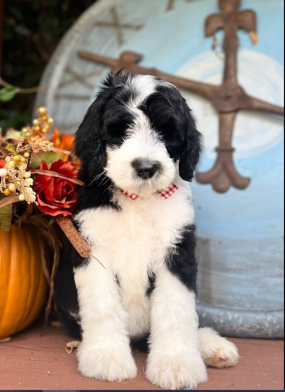 Black/white sheepadoodle baby at week 9 standing on a table to pose.