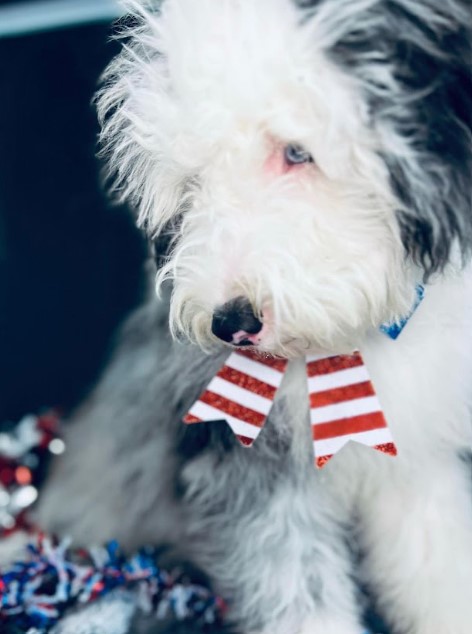 Blue-eyed Sheepadoodle looking like Albert Eistein celebrating Fourth of July.