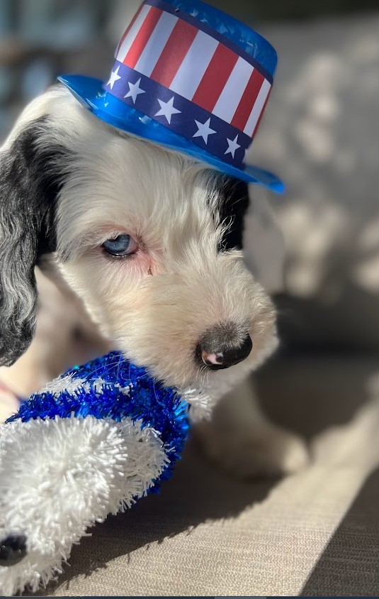 Two different eye colors sheepadoodle wearing a patriotic hat.
