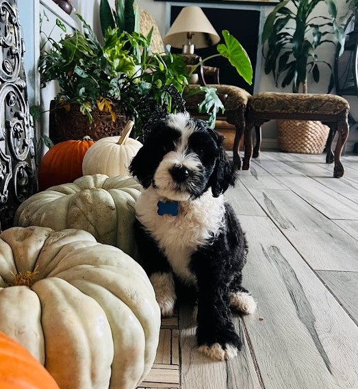 Black/white sheepadoodle baby at week 8 standing by pumpkins and plants.