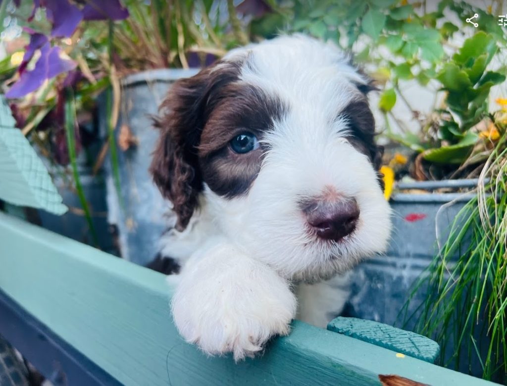 A brown sheepadoodle puppy siting in a wagon and flowers.